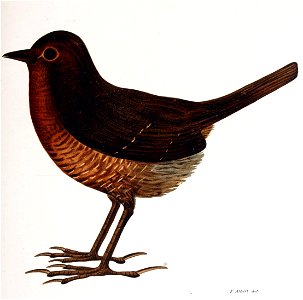 Figuras i descripciones de aves chilenaspg 163