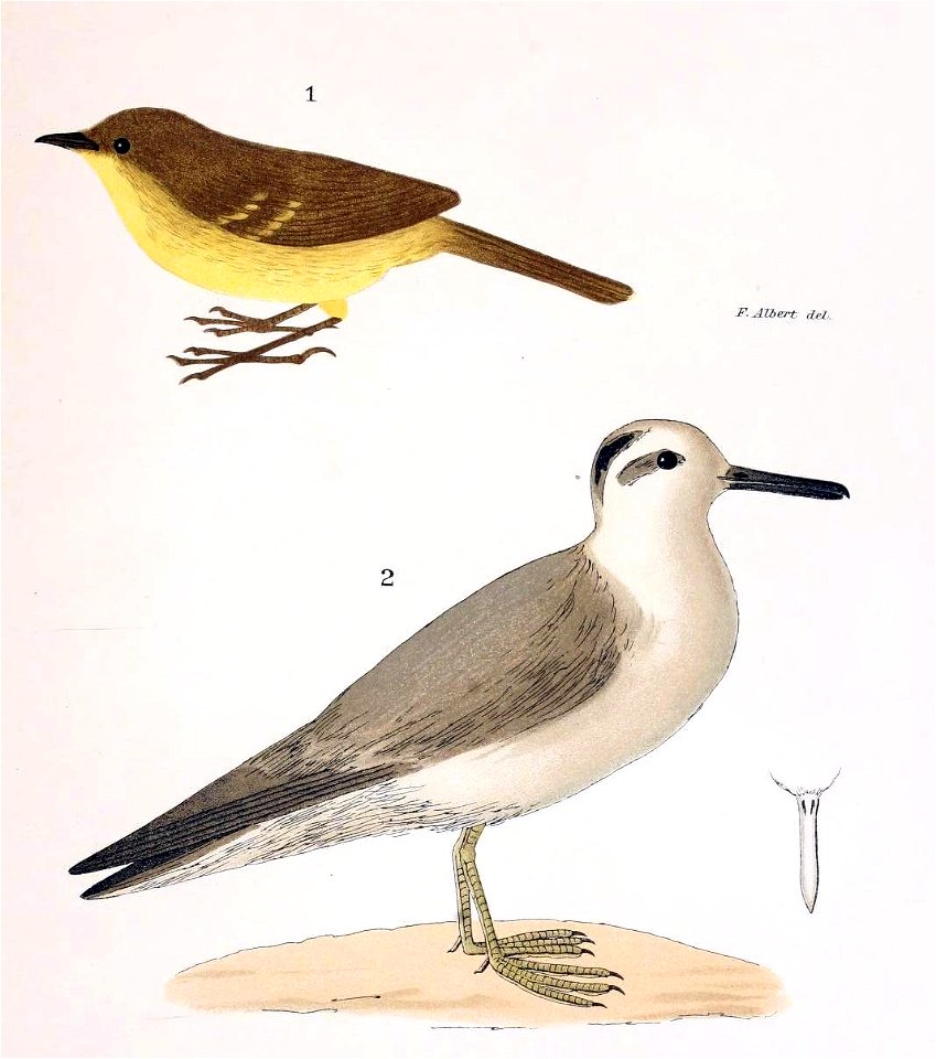 Figuras i descripciones de aves chilenaspg 185