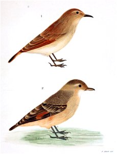 Figuras i descripciones de aves chilenaspg 173
