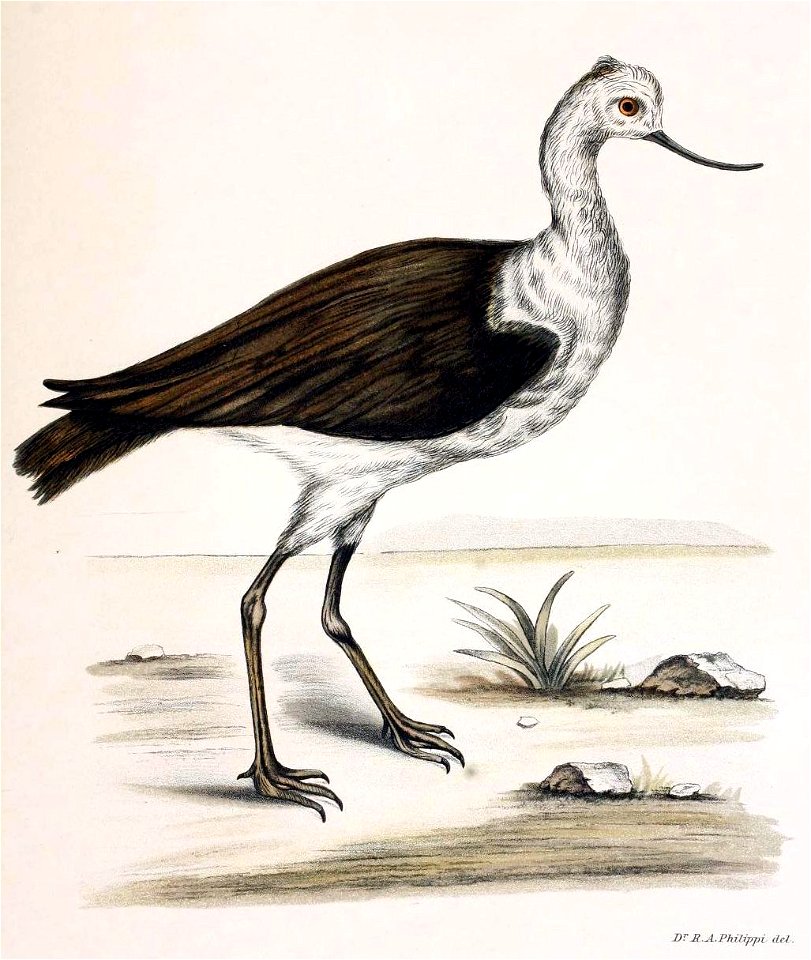 Figuras i descripciones de aves chilenaspg 195