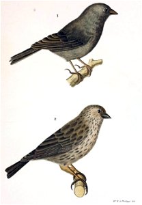 Figuras i descripciones de aves chilenaspg 181