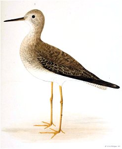 Figuras i descripciones de aves chilenaspg 191