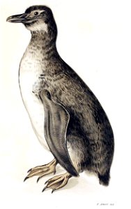 Figuras i descripciones de aves chilenaspg 211