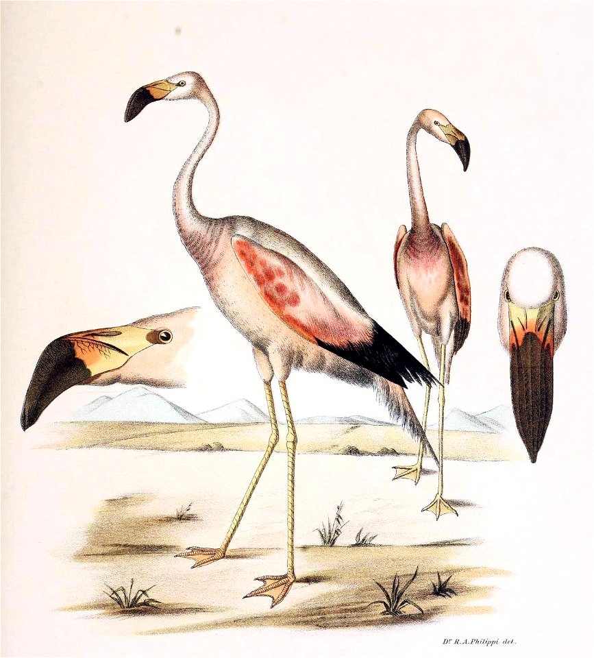 Figuras i descripciones de aves chilenaspg 199
