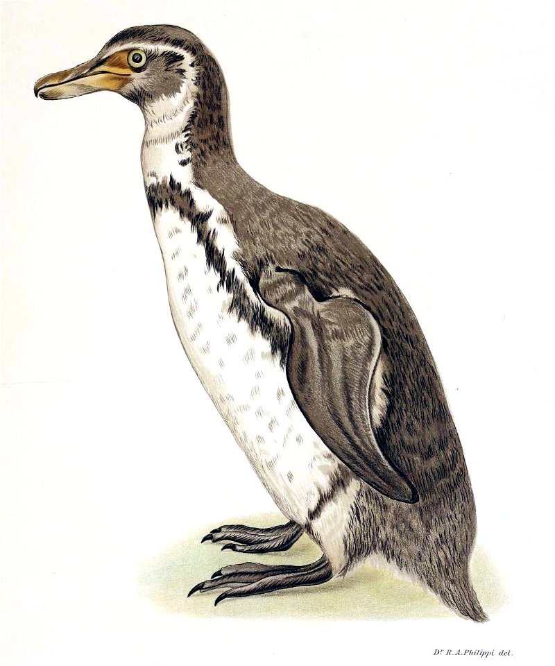 Figuras i descripciones de aves chilenaspg 207