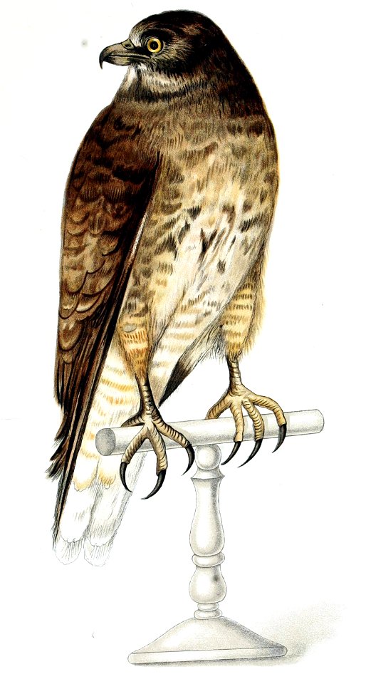 Figuras i descripciones de aves chilenaspg 139