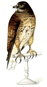Figuras i descripciones de aves chilenaspg 139