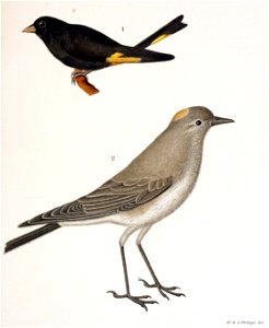 Figuras i descripciones de aves chilenaspg 165