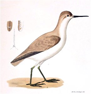 Figuras i descripciones de aves chilenaspg 193