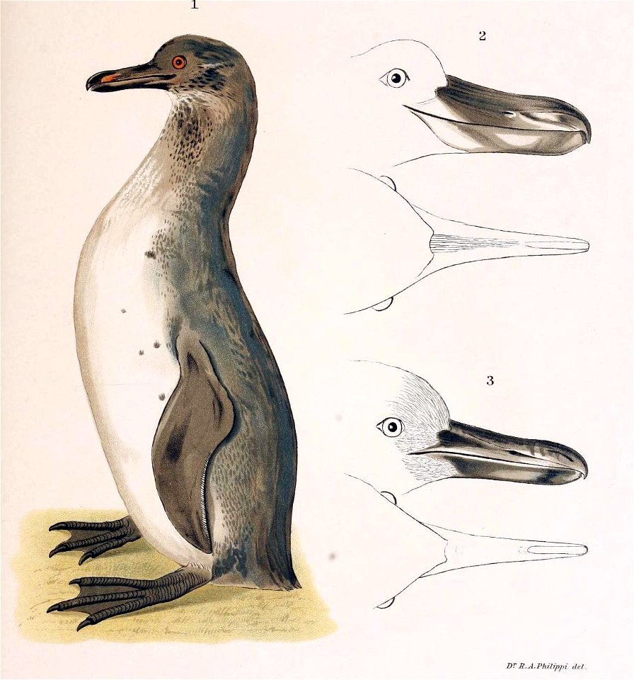 Figuras i descripciones de aves chilenaspg 209