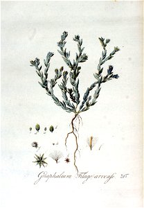 Filago arvense — Flora Batava — Volume v3