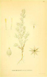 Filago arvensis
