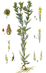 Filago vulgaris Sturm20