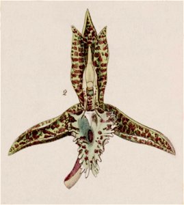 File-Catasetum cristatum (as Catasetum cornutum) - fig. 2, cut from Edwards vol 27 (NS 4) pl 5 (1841)
