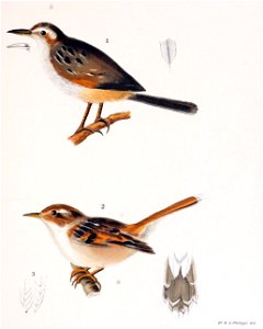 Figuras i descripciones de aves chilenaspg 161