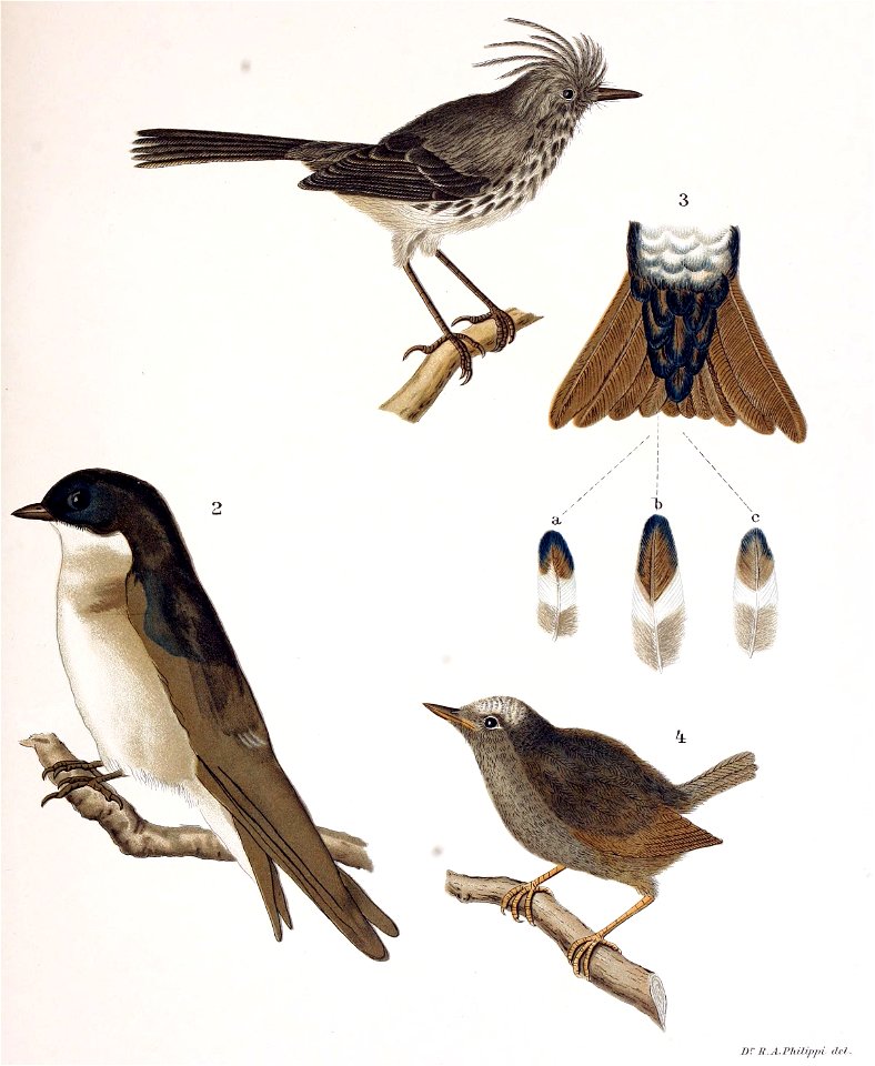 Figuras i descripciones de aves chilenaspg 171