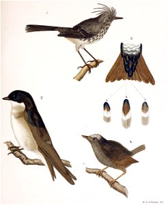 Figuras i descripciones de aves chilenaspg 171