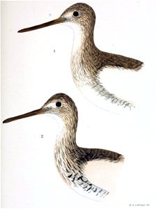 Figuras i descripciones de aves chilenaspg 189
