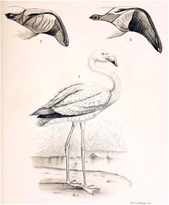 Figuras i descripciones de aves chilenaspg 197