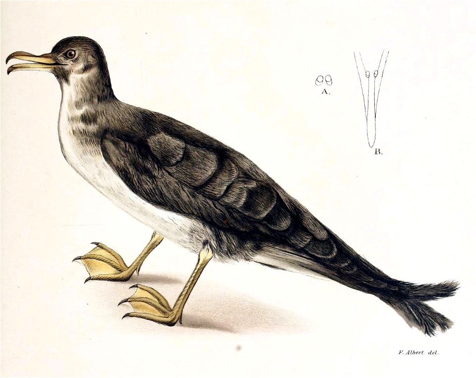 Figuras i descripciones de aves chilenaspg 213