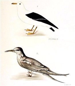 Figuras i descripciones de aves chilenaspg 221