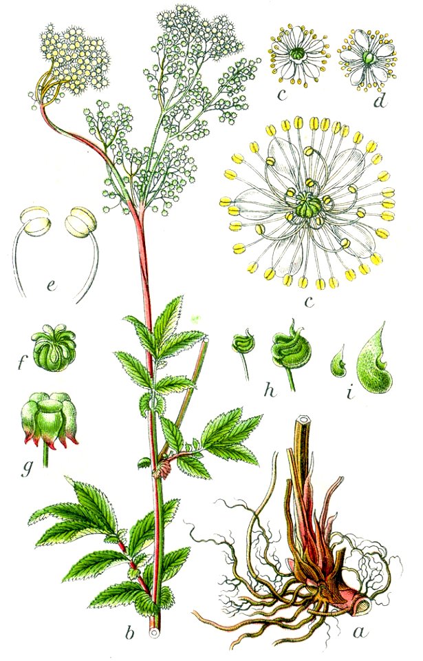 Filipendula ulmaria Sturm12