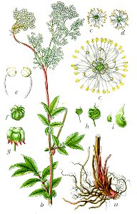 Filipendula ulmaria Sturm12