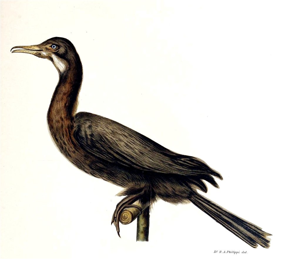 Figuras i descripciones de aves chilenaspg 229