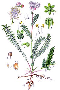 Filipendula vulgaris Sturm134