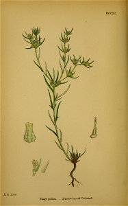 Filago gallica