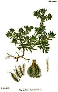 Filago pyramidata