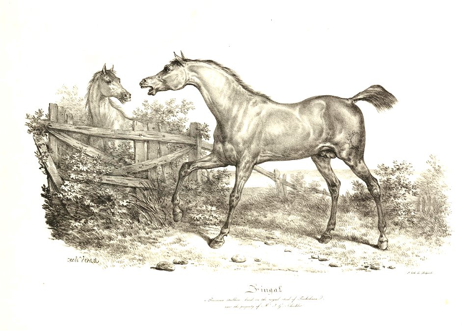 Fingal (BM 1867,0309.917)