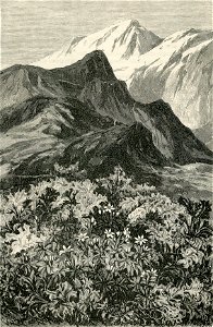 Fiori delle Alpi (xilografia)