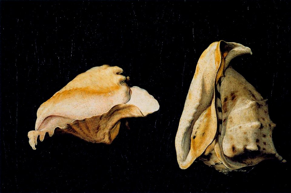 Filippo Napoletano - Two Shells - WGA16433