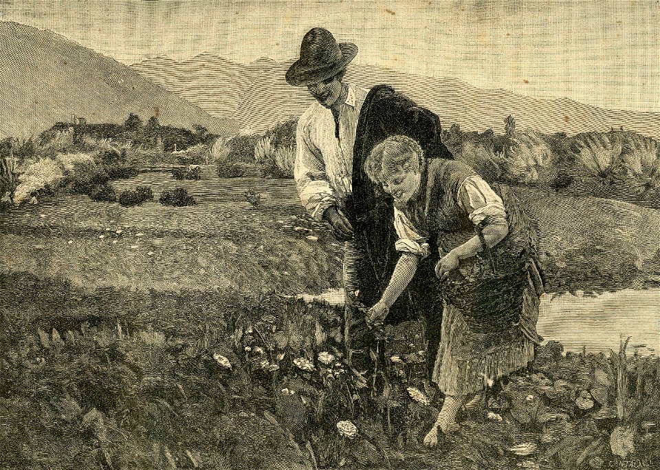 Fiori e dolci parole, - quadro di Noè Bordignon
