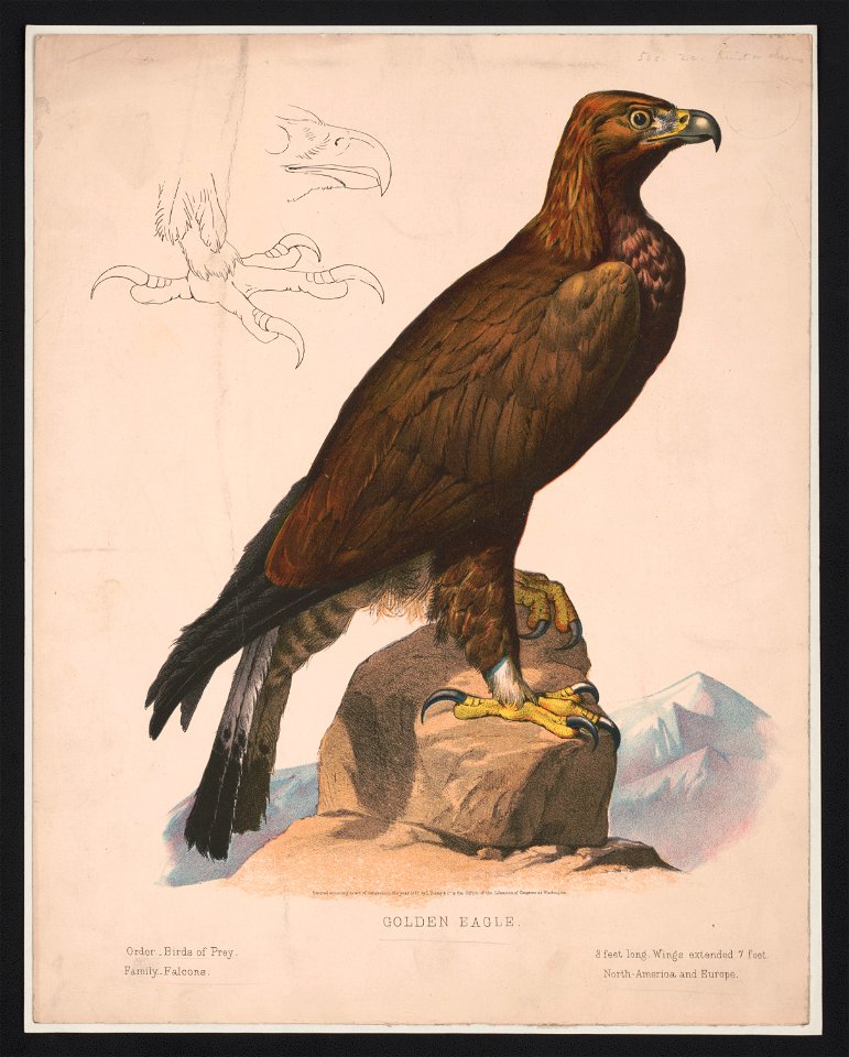 Golden eagle LCCN2017660747