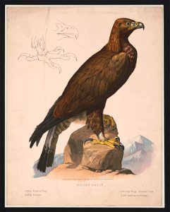 Golden eagle LCCN2017660747