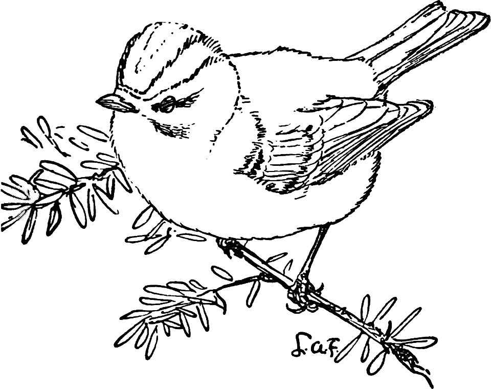 Golden-crowned Kinglet-AMBS 33