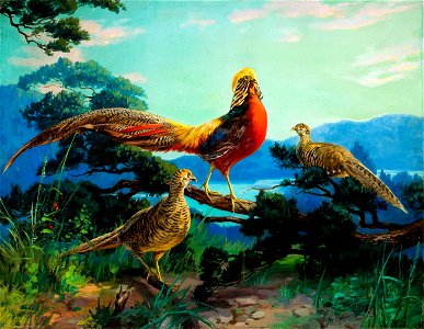 Golden Pheasants by John Henry Hintermeister