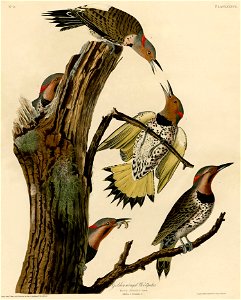 Golden-winged Woodpecker (Audubon)