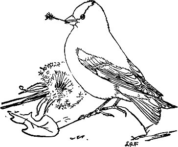 Goldfinch-MBS 60