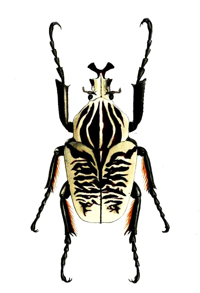 GoliathusAlbosignatusSmith