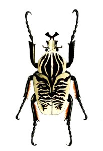 GoliathusAlbosignatusSmith