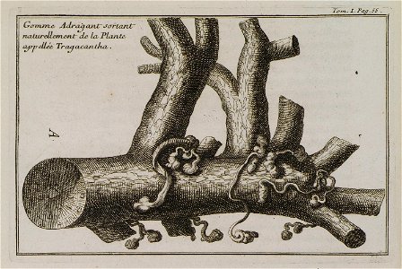 Gomme Adragant sortant naturellement de la Plante appellée Tragacantha - Tournefort Joseph Pitton De - 1717