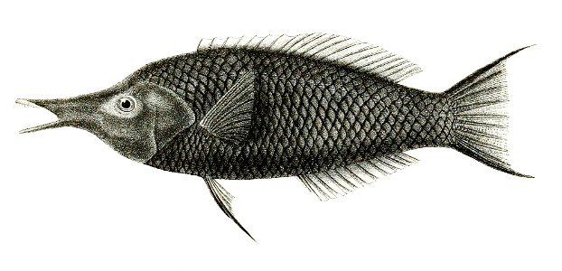 Gomphosus caeruleus Mintern 88