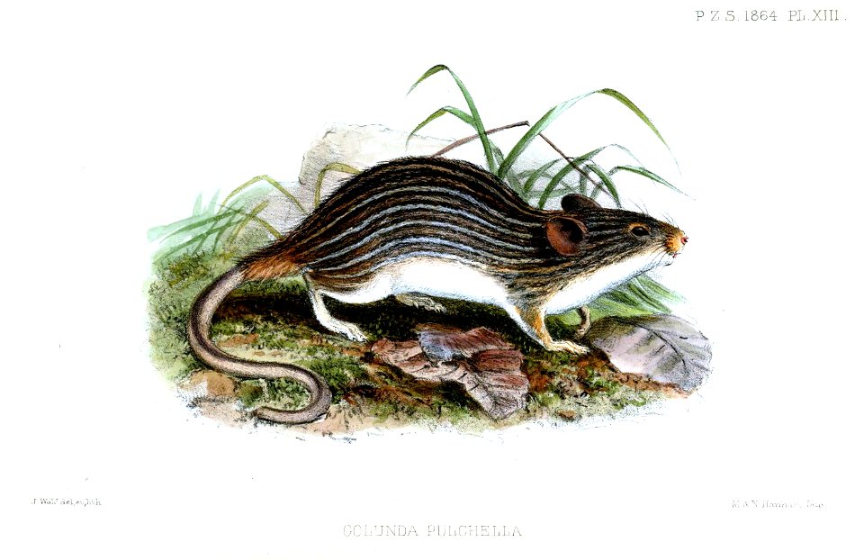 GolundaPulchellaWolf