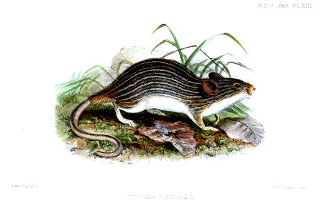 GolundaPulchellaWolf