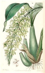Gomesa crispa (as Rodriguezia crispa) - Edwards vol 26 (NS 3) pl 54 (1840)