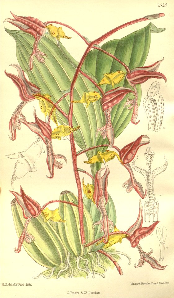 Gongora fulva (as Gongora tricolor) - Curtis' 123 (Ser. 3 no. 53) pl. 7530 (1897)