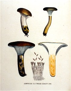 Gomphidius glutinosus — Flora Batava — Volume v16. Free illustration for personal and commercial use.